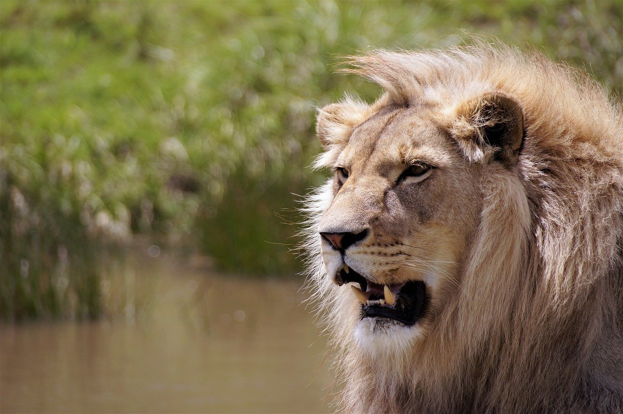 Sudáfrica prohibirá la cría de leones en cautividad para caza y turismo