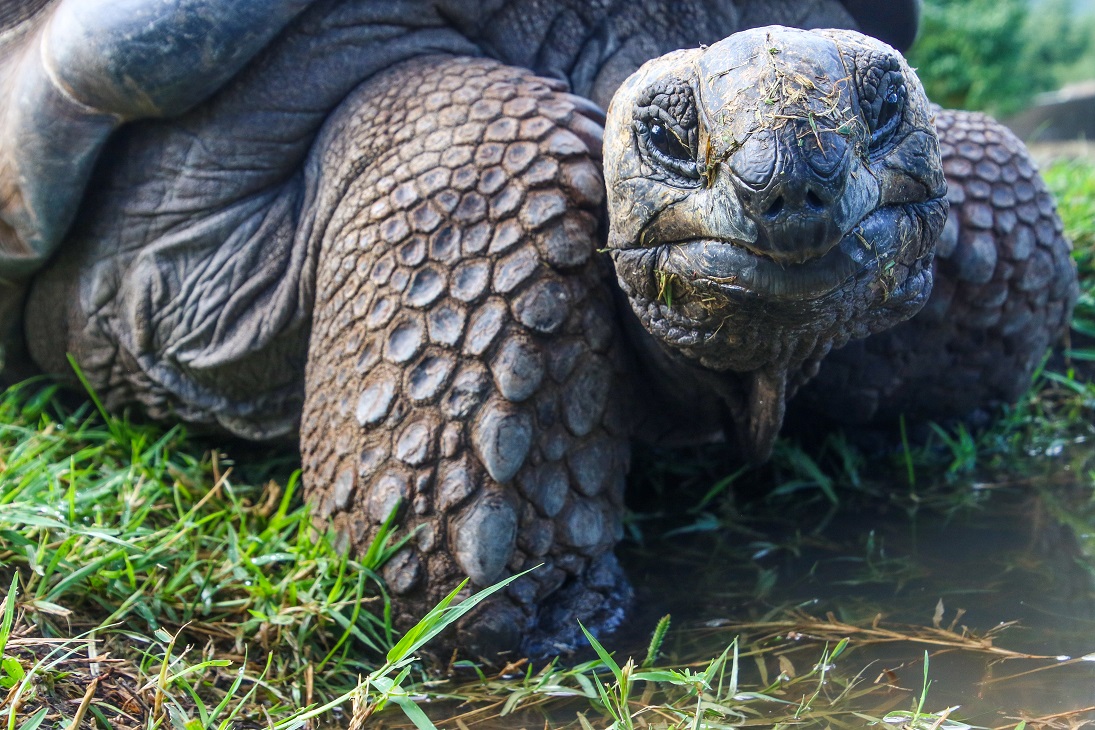 Zoológico de EEUU recreará Galápagos sin especies del archipiélago