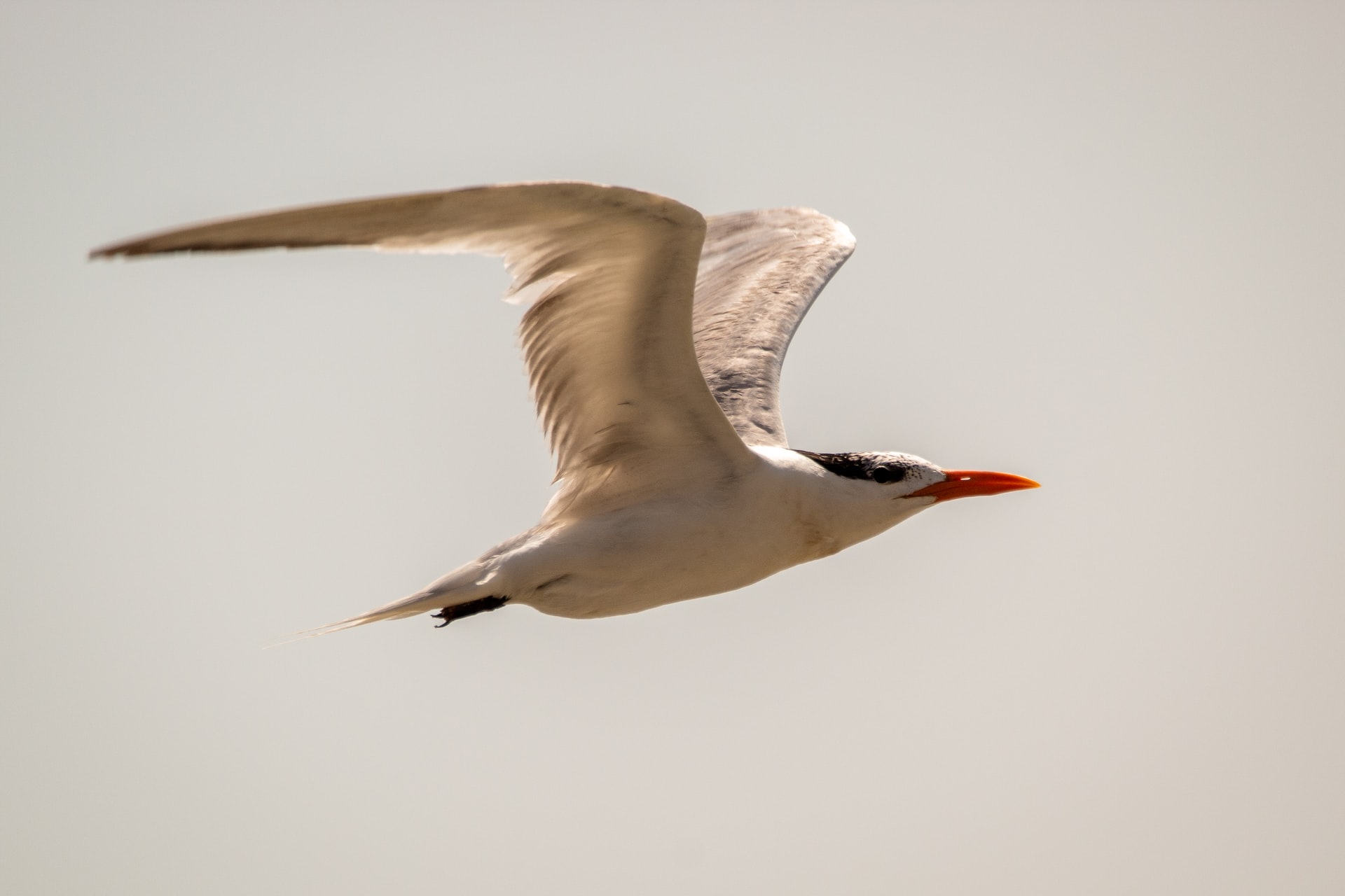 Las aves playeras; una riqueza natural en el noroeste de México