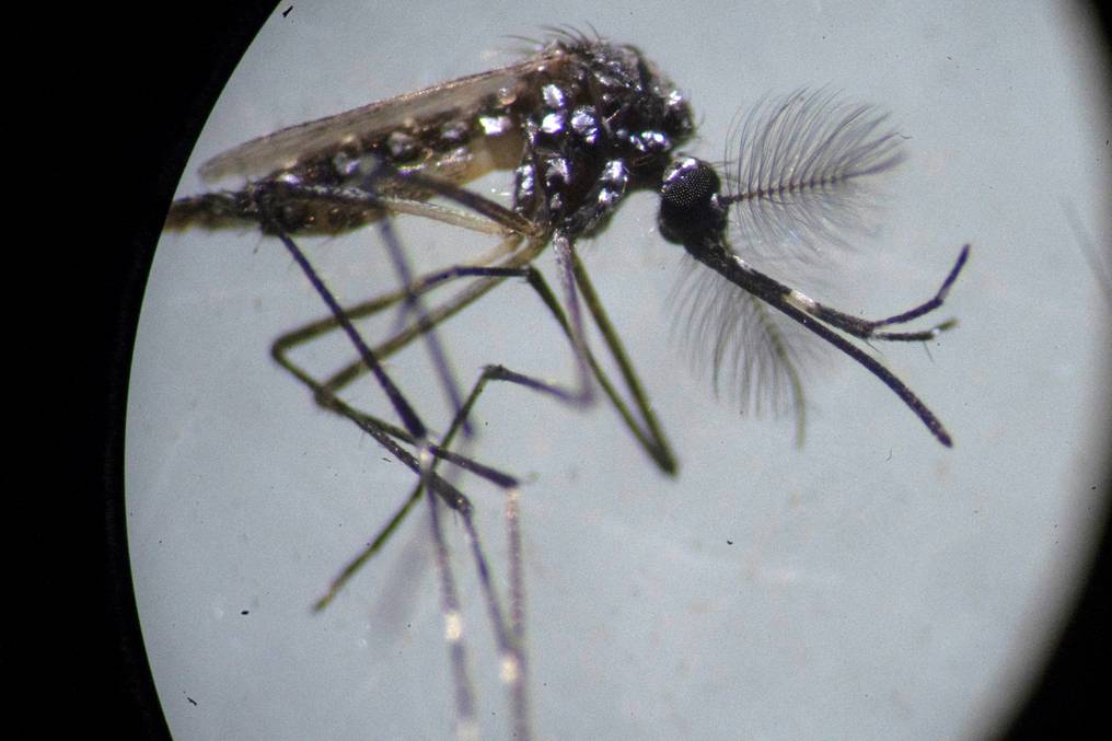 Un estudio sobre el dengue en Indonesia aporta esperanzas para contener el virus