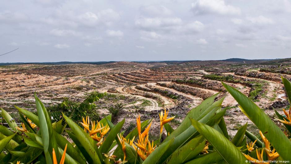 Aceite de palma: ¿qué tan malo es para el medio ambiente?