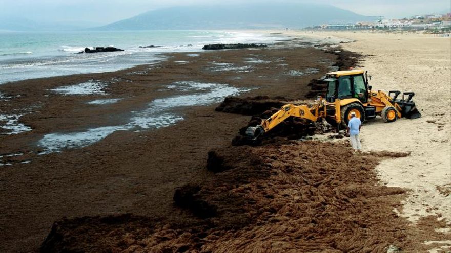 Algas japonesas amenazan la costa mediterránea francesa