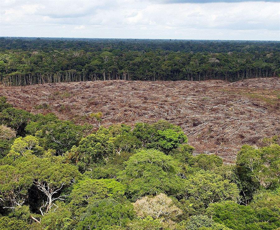 En Brasil fueron talados 24 árboles por segundo en 2020