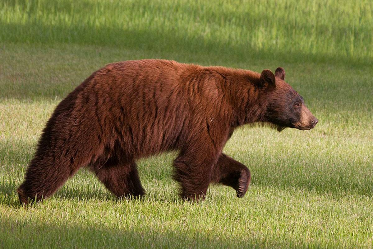 Cómo lograr la coexistencia pacífica entre osos y humanos