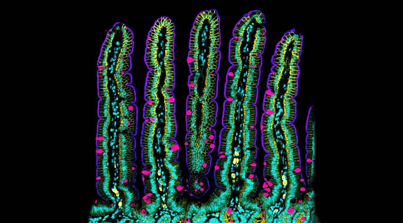 Descubren cómo se pliega y mueve la pared del intestino midiendo sus fuerzas