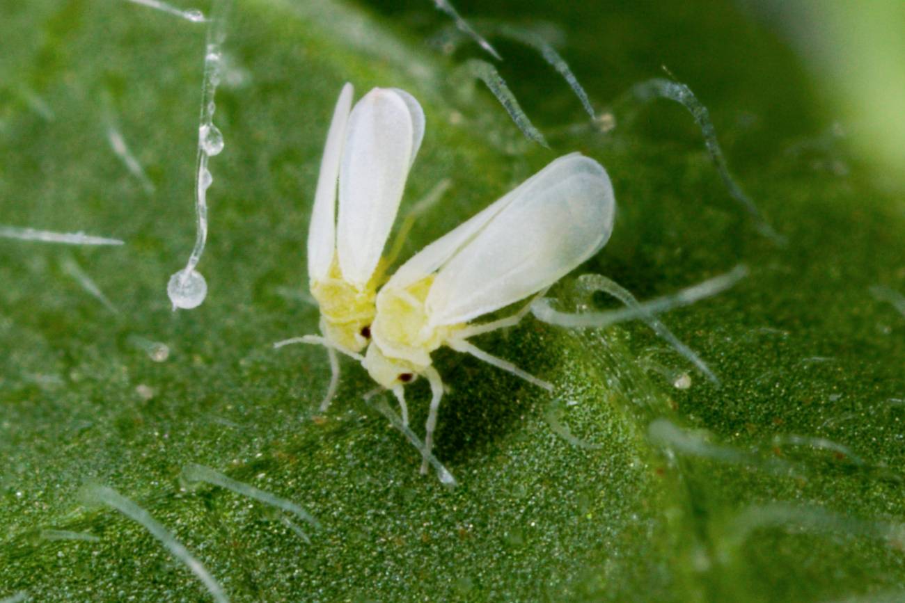 Así fue como una mosca robó ‘superpoderes’ a una planta