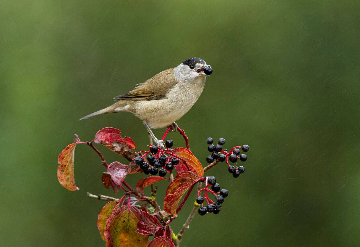 El cambio climático amenaza la dispersión de las plantas que hacen las aves migratorias