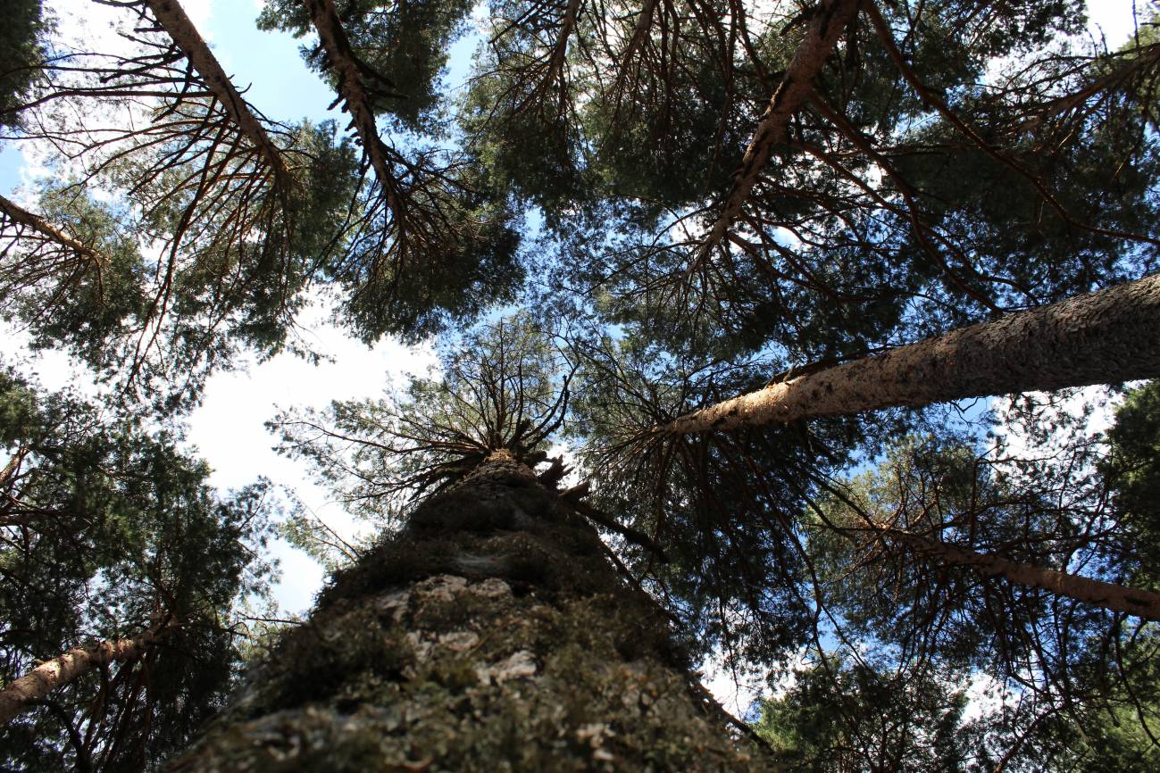 Los pinos silvestres se adaptan a las variaciones climáticas