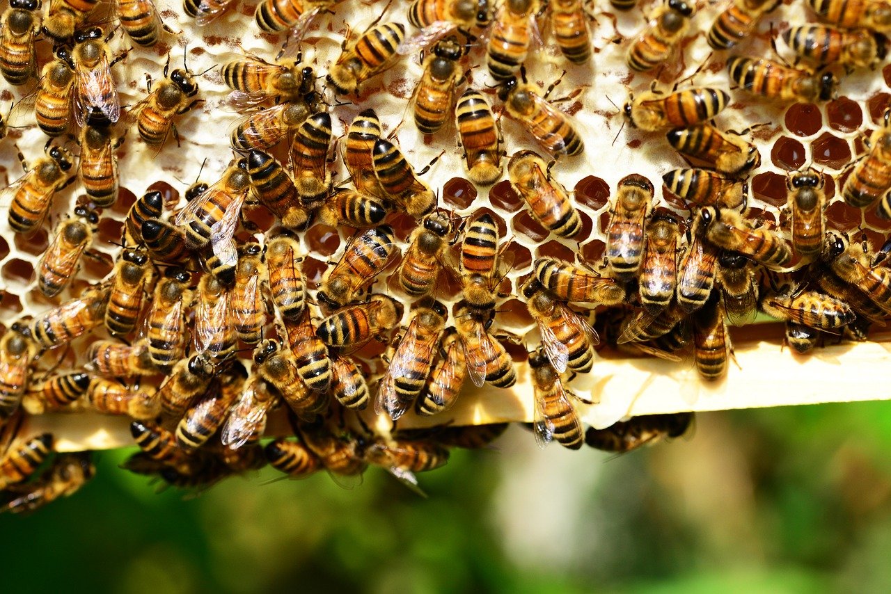 Bolivia investiga la muerte de miles de abejas en el oriente del país