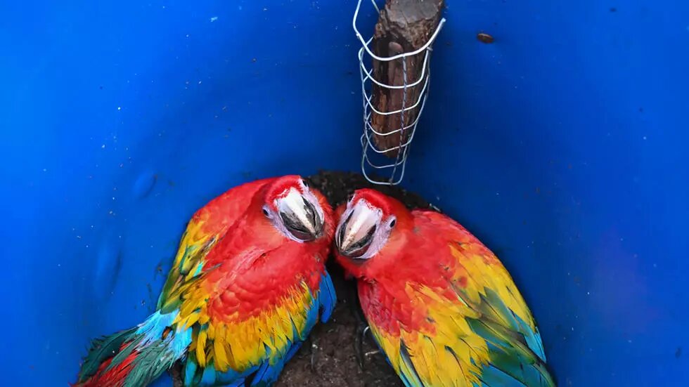 La guacamaya roja quiere volver a reinar en Honduras y repoblar Centroamérica