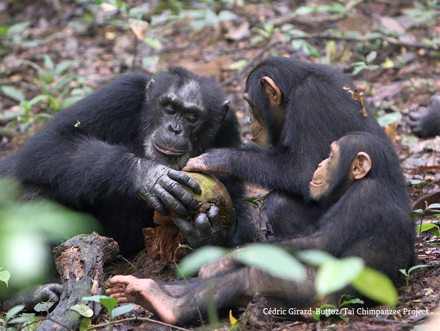 Los chimpancés huérfanos salvajes se reponen del estrés de perder a su madre