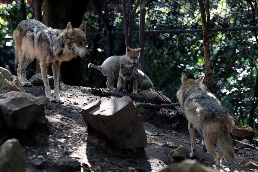 Cinco lobeznos mexicanos aumentan la esperanza en mantener la especie