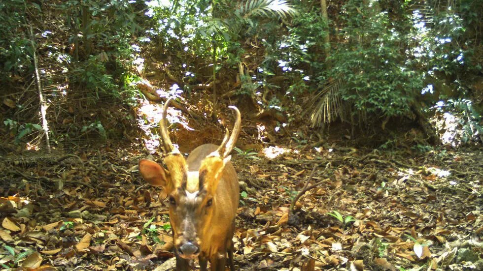 Detectan en Camboya una especie rara y amenazada de ciervo