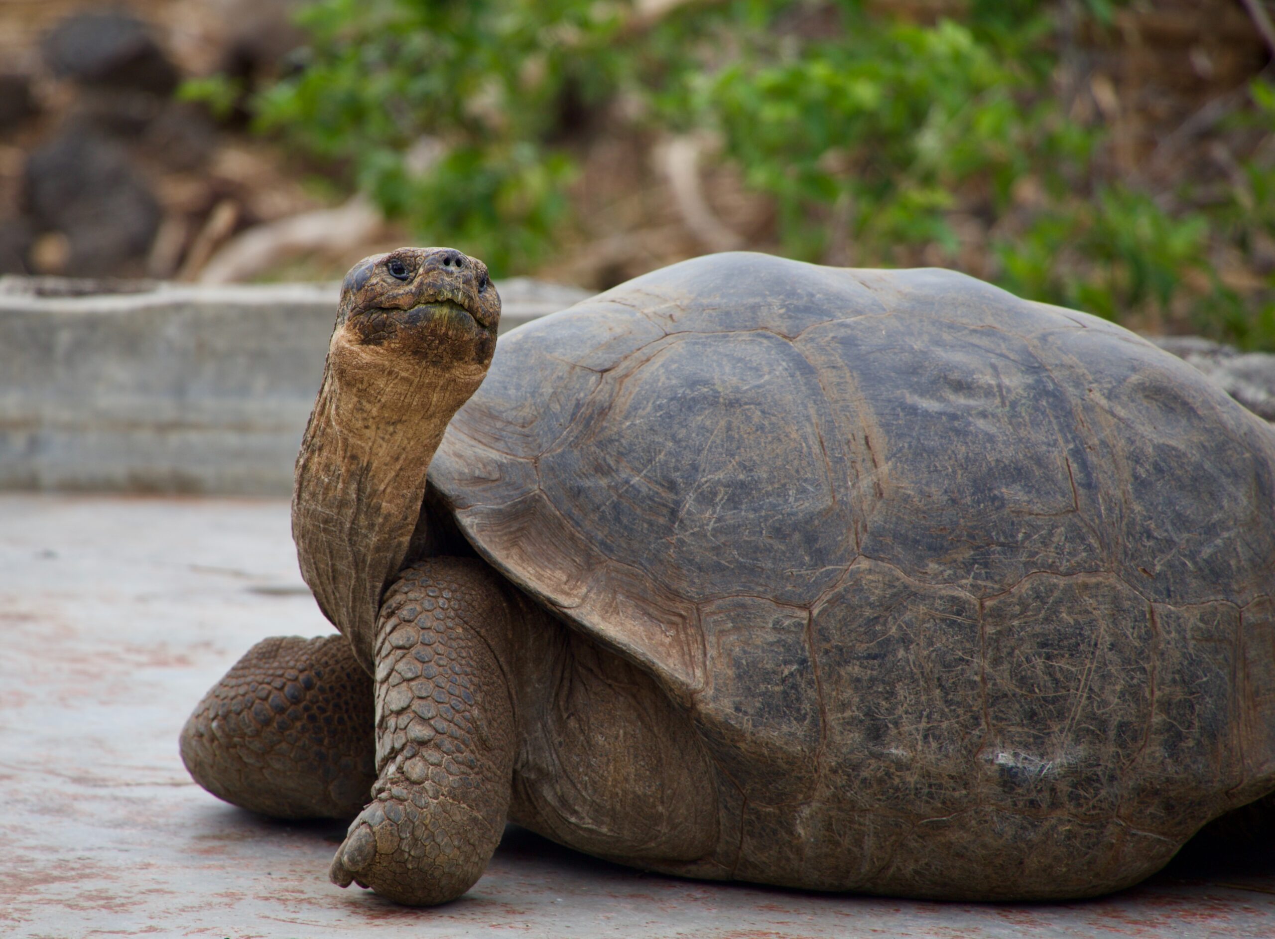 Antibióticos pierden eficacia en tortugas de Galápagos debido al contacto humano, señala estudio