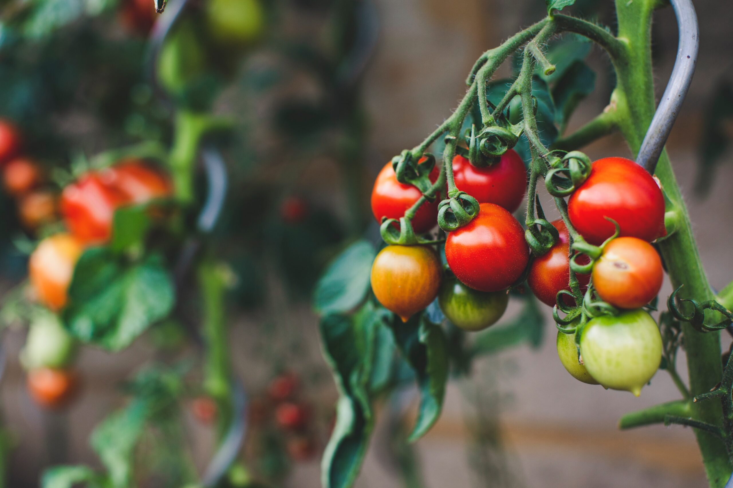 Insectos remplazan a pesticidas en plantaciones de tomate en Francia