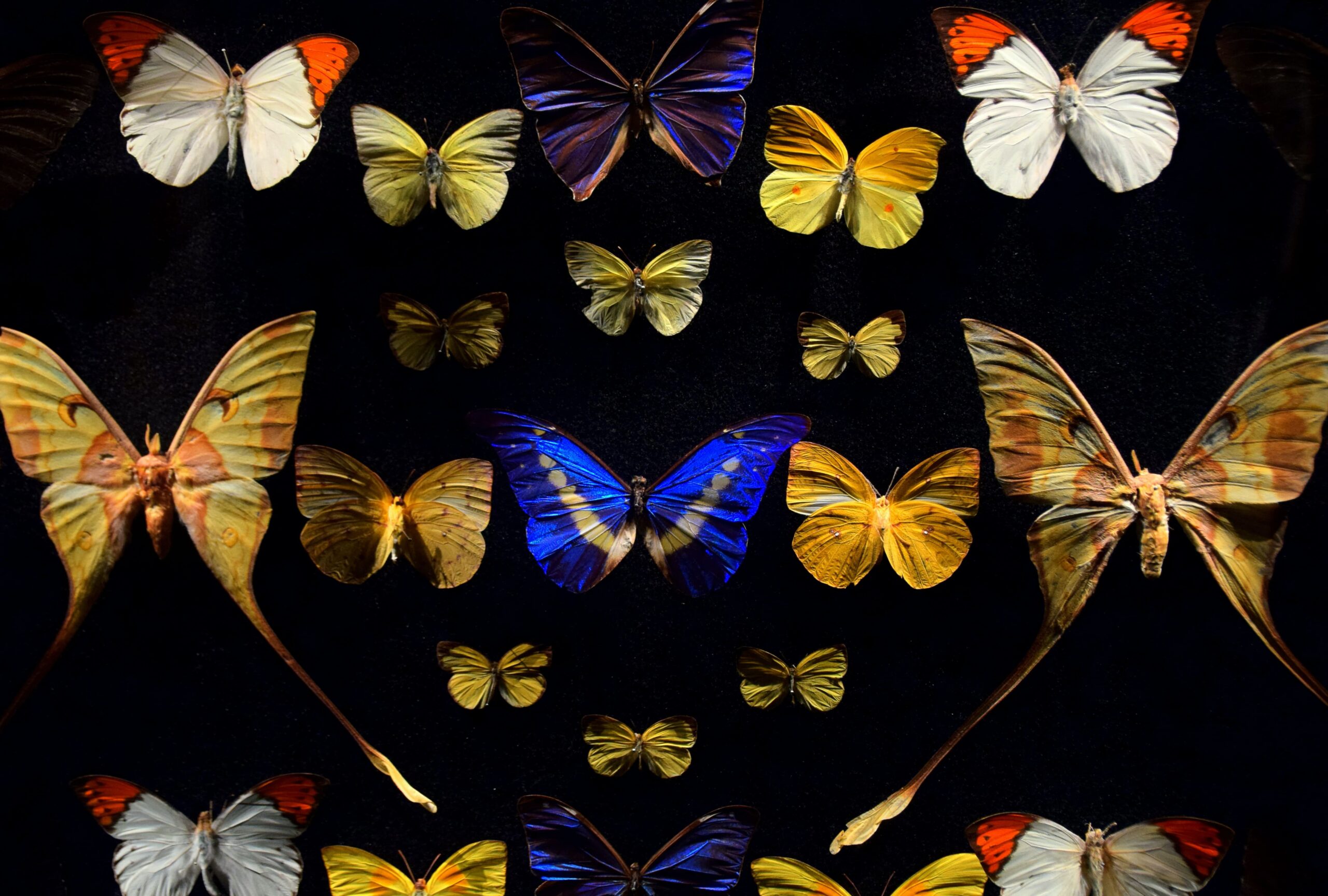 Colombia, país con más especies de mariposas en el mundo según estudio