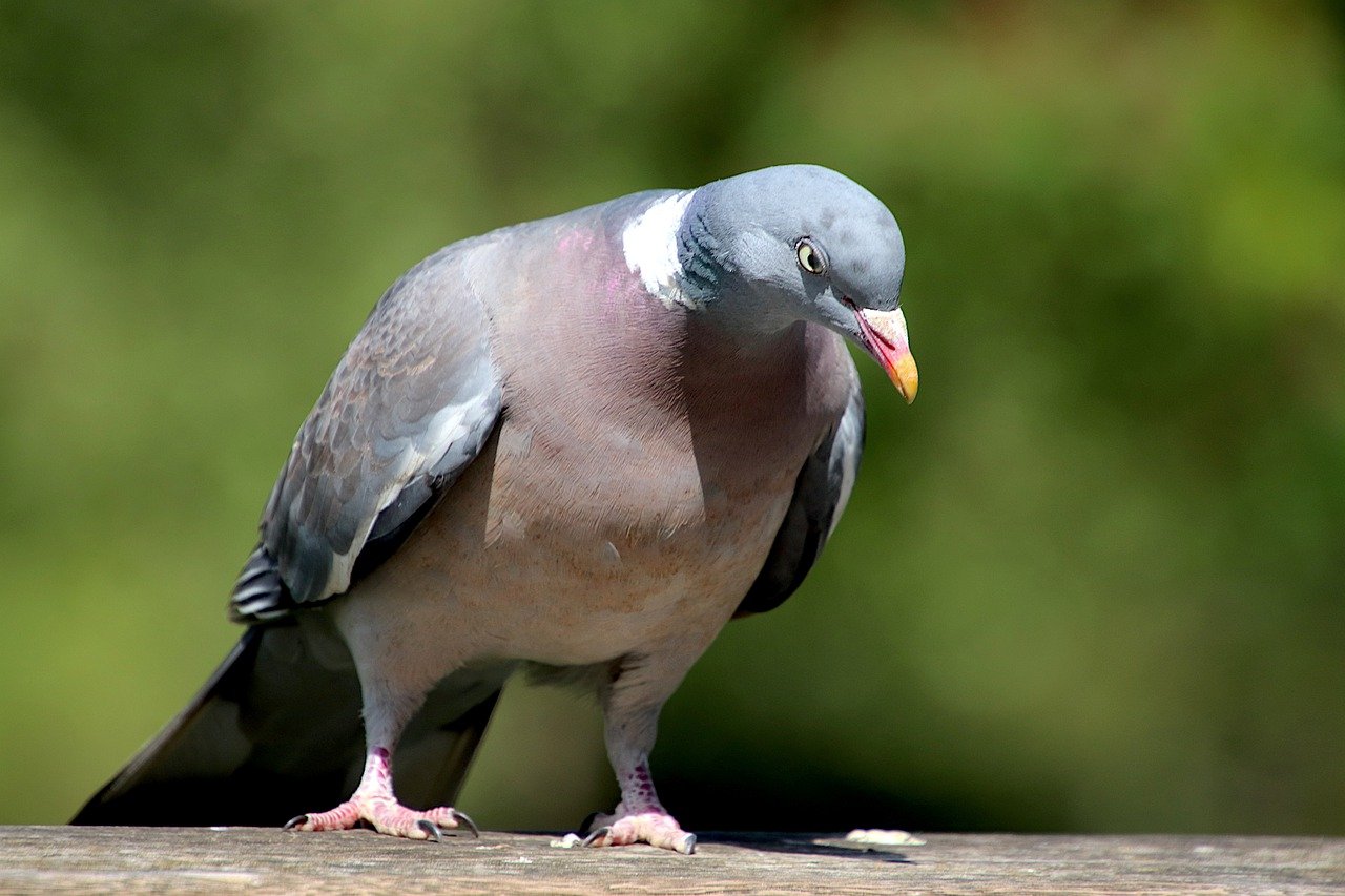 Francia declara ilegal la caza de aves utilizando pegamento