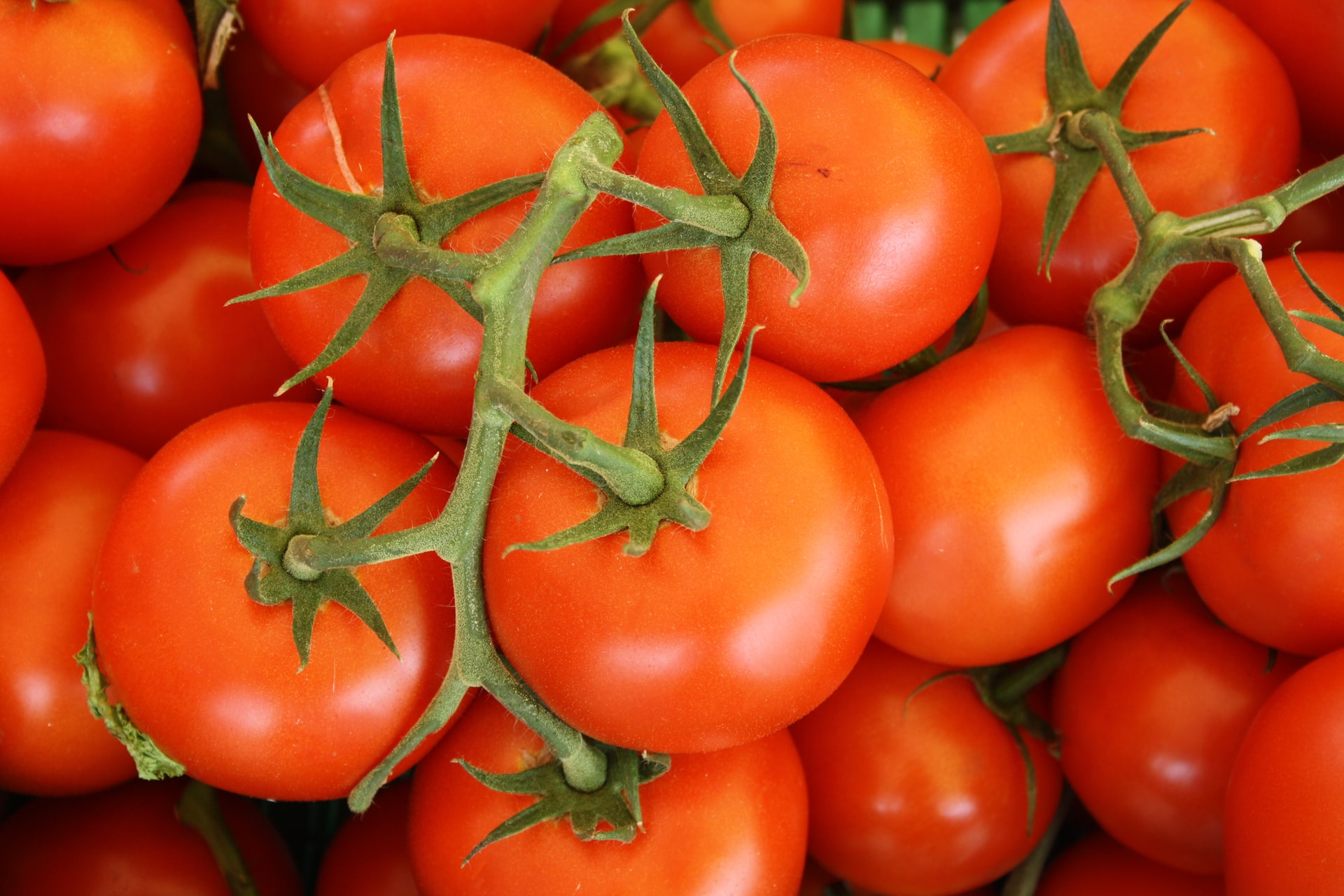 En la UPV desarrollan proyecto para controlar la maduración de tomates