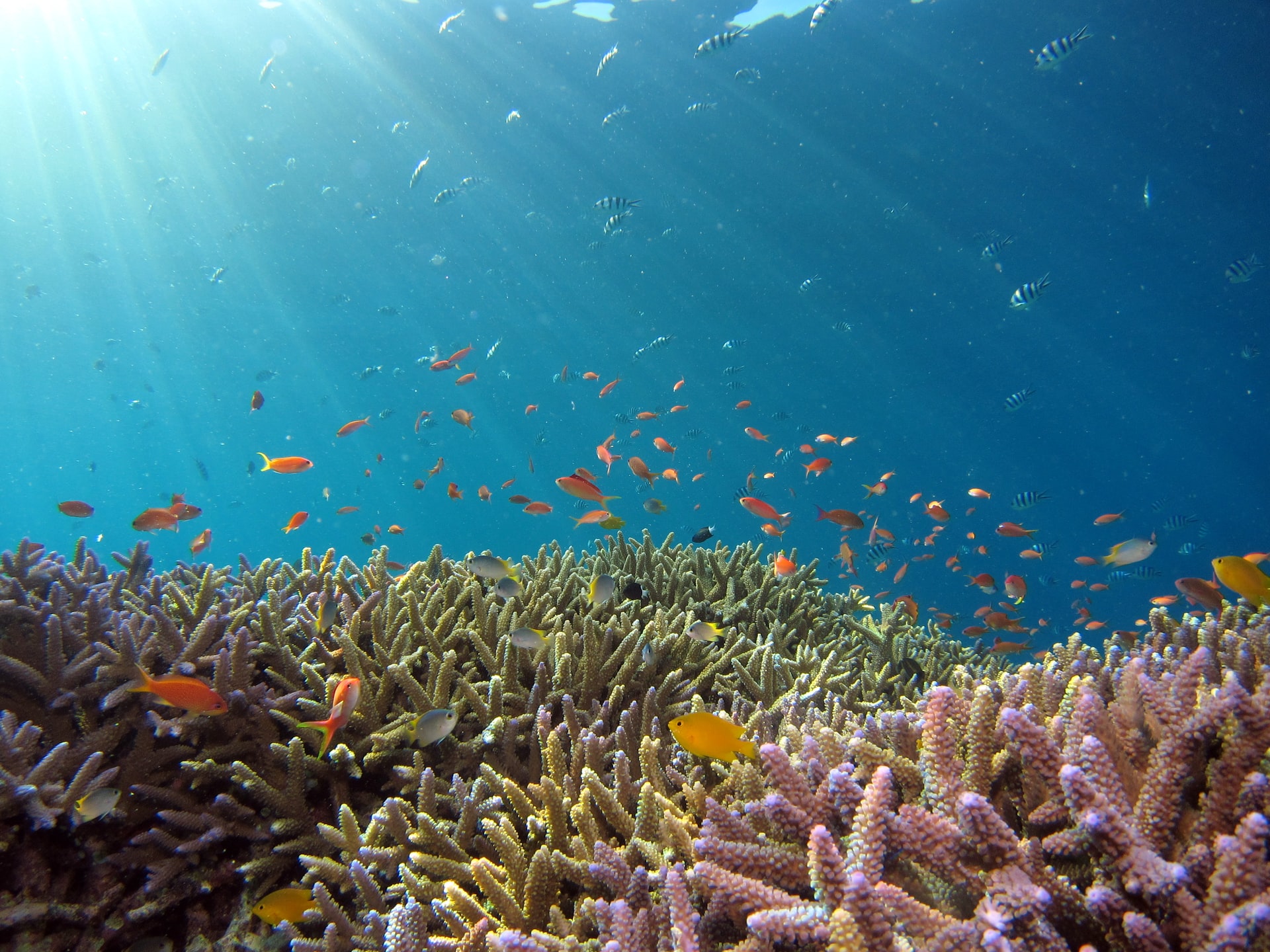 ¿Qué son y por qué son importantes los arrecifes de coral?