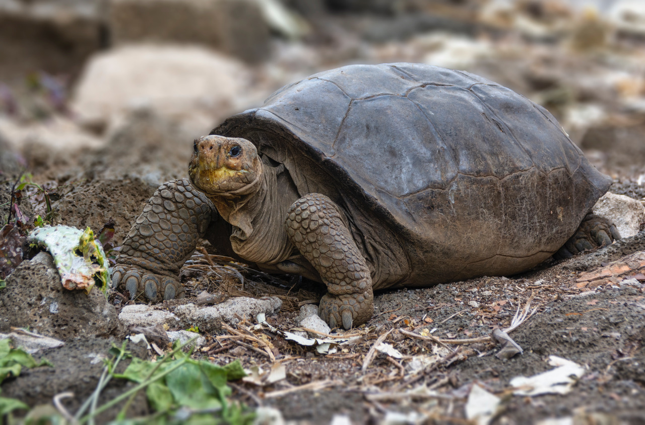 Galápagos, el archipiélago donde habitan miles de especies endémicas