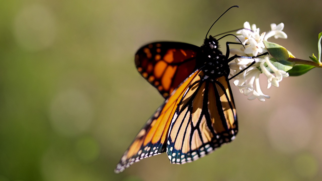 Pesticidas ponen en riesgo el ciclo migratorio de la mariposa monarca