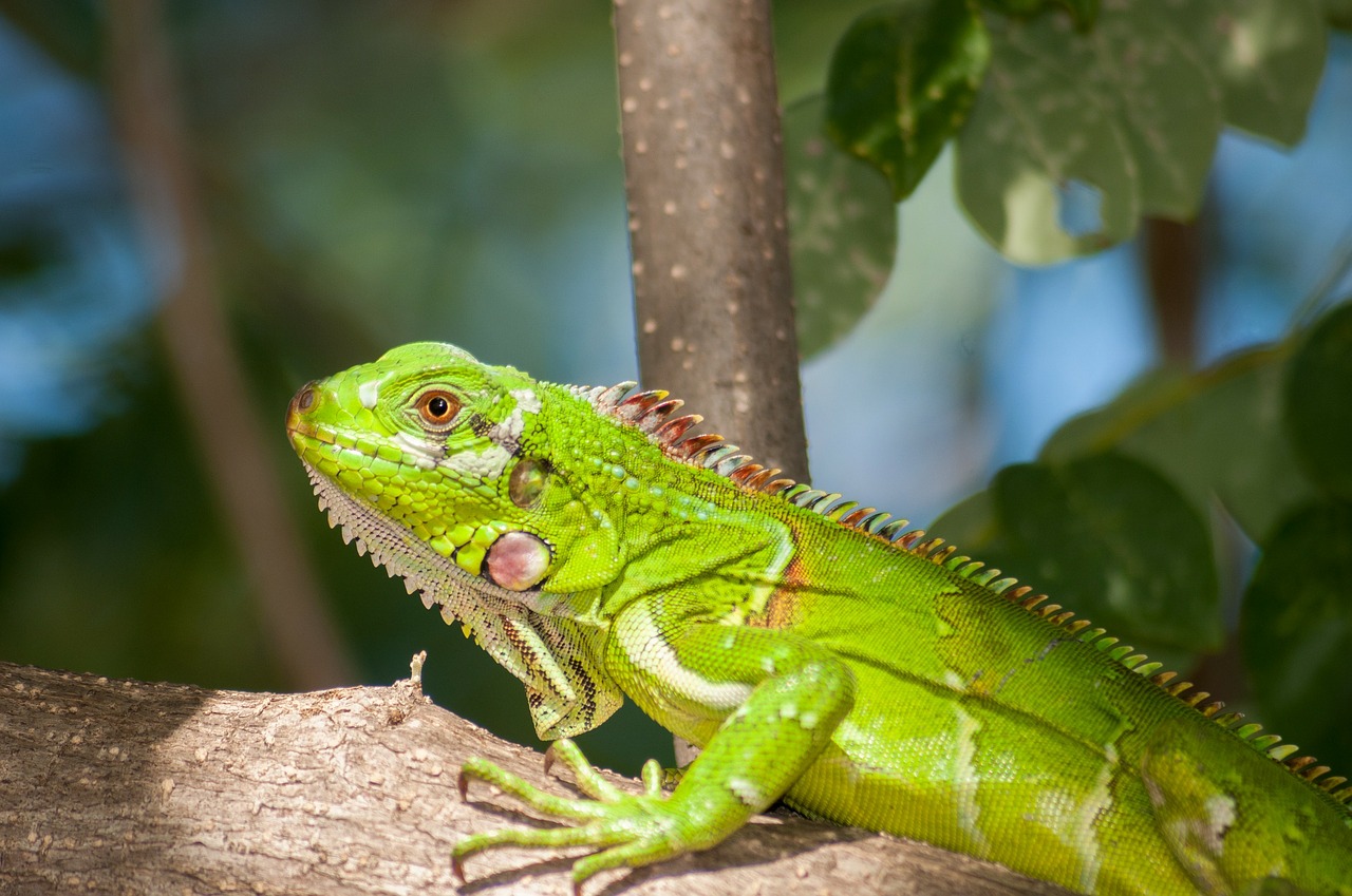 Especie invasora amenaza a iguana endémica de Martinica