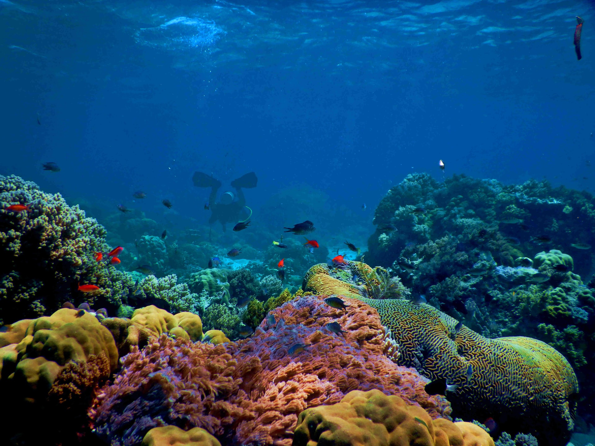 “Panel del Océano”, el pacto por la sostenibilidad de los mares