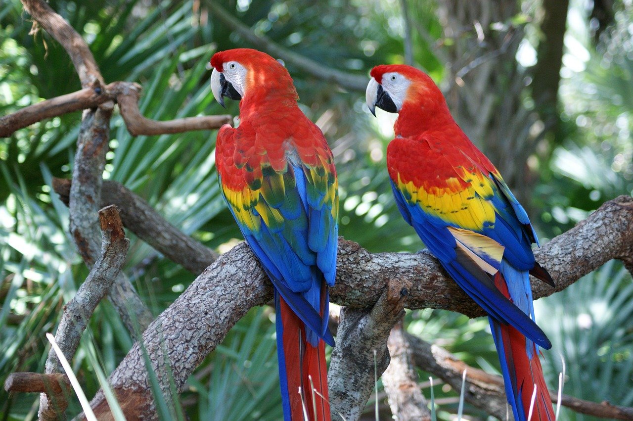 La guacamaya roja y la lucha por su preservación en México