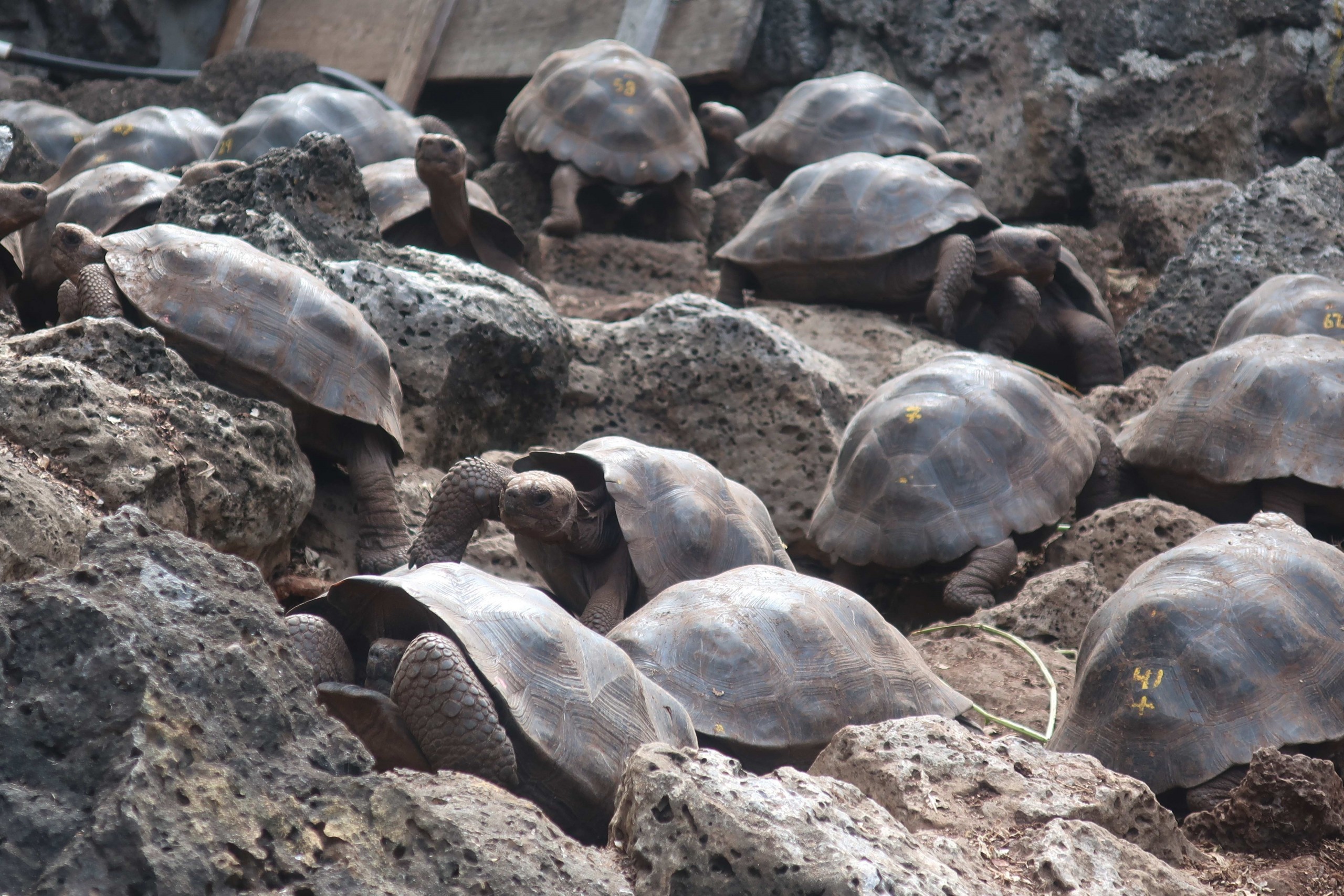 En Galápagos localizan 185 tortugas bebés dentro de una maleta