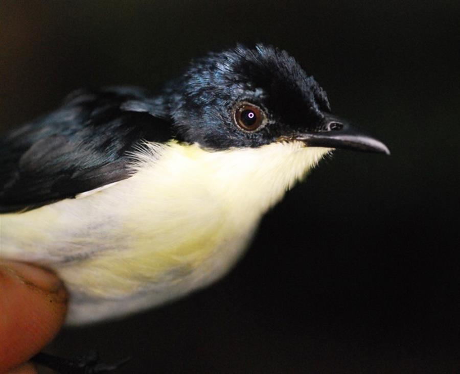 Descubren una nueva especie de ave en los bosques de Papúa