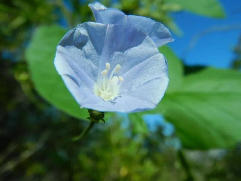 Identifican cinco nuevas especies de plantas en los Andes de Bolivia