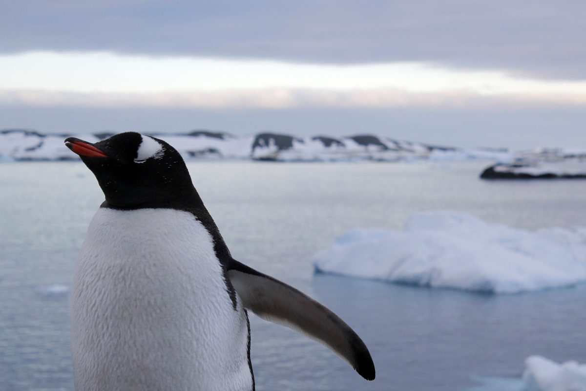 Hallan microplásticos en la dieta de los pingüinos de la Antártida