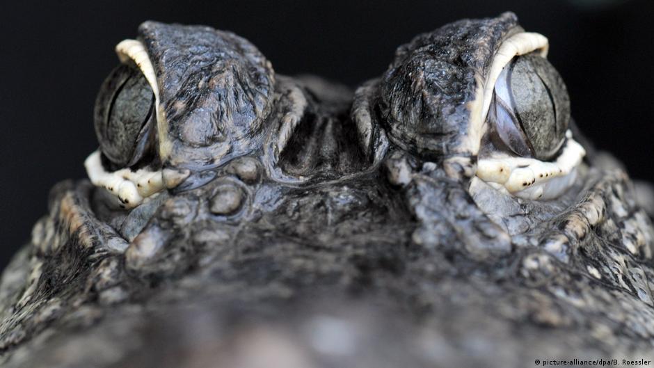 Hallan en la Patagonia de Chile al «abuelo» de los cocodrilos modernos