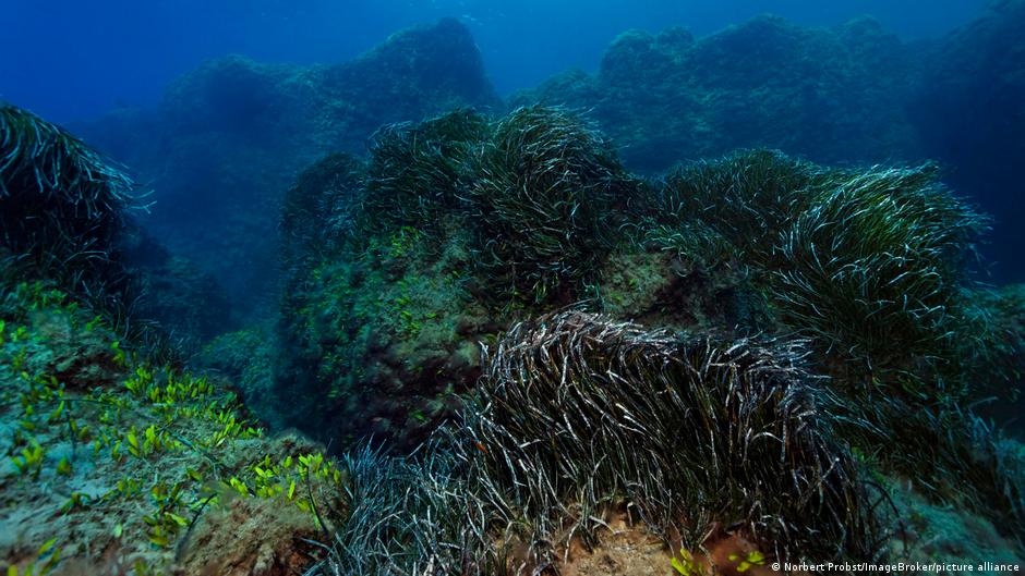 Carbono azul: ¿pueden las praderas marinas ayudar a proteger el clima?