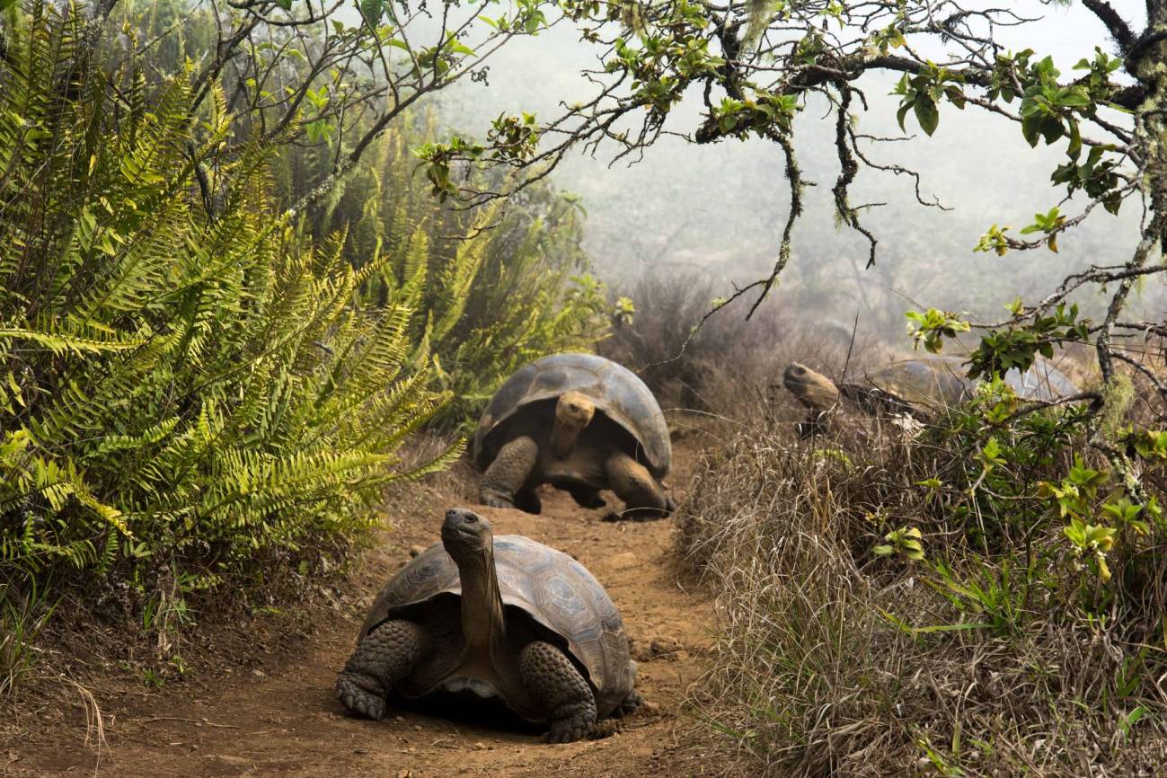 Los humanos clave en la resistencia a antibióticos de las tortugas gigantes de Galápagos