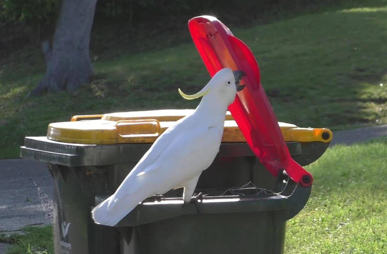 Las cacatúas aprenden unas de otras para abrir los botes de basura