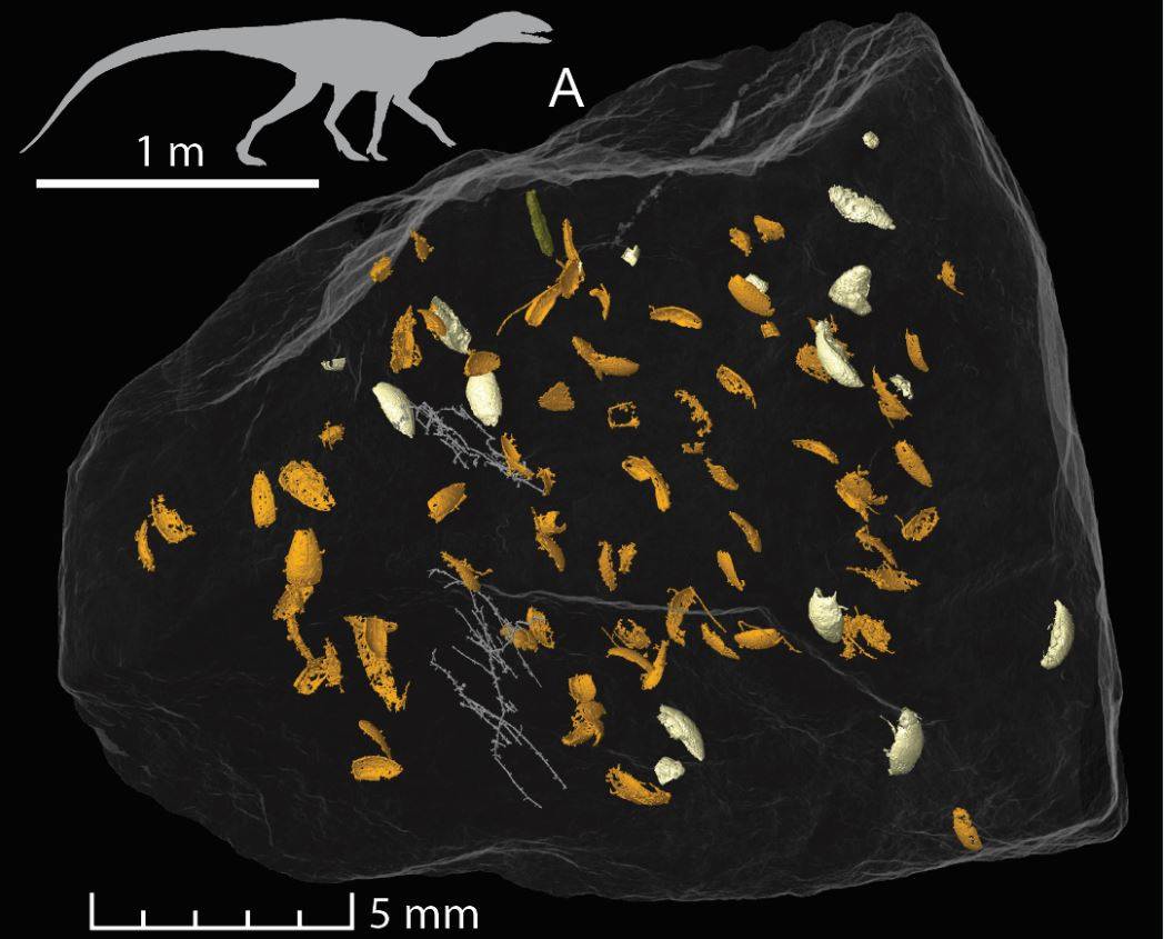 Las heces fosilizadas de dinosaurio desvelan una especie extinta de escarabajo