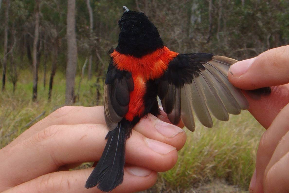 Los incendios forestales estropean el plumaje y la vida sexual de estos pájaros australianos