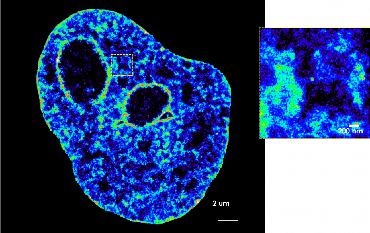 Visualizan por primera vez los bucles de las hebras de ADN