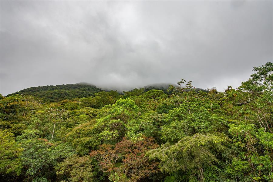 El bosque más nublado de Centroamérica es un poderoso almacén de carbono