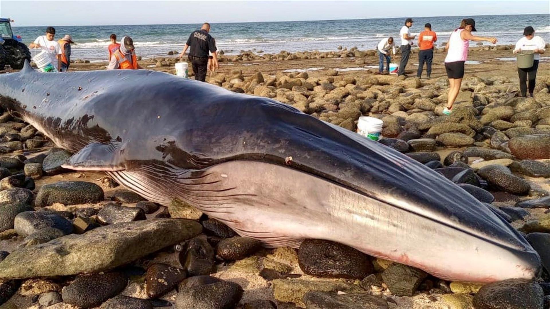 Varamiento de ballena en estado mexicano de Sonora, oportunidad para expertos