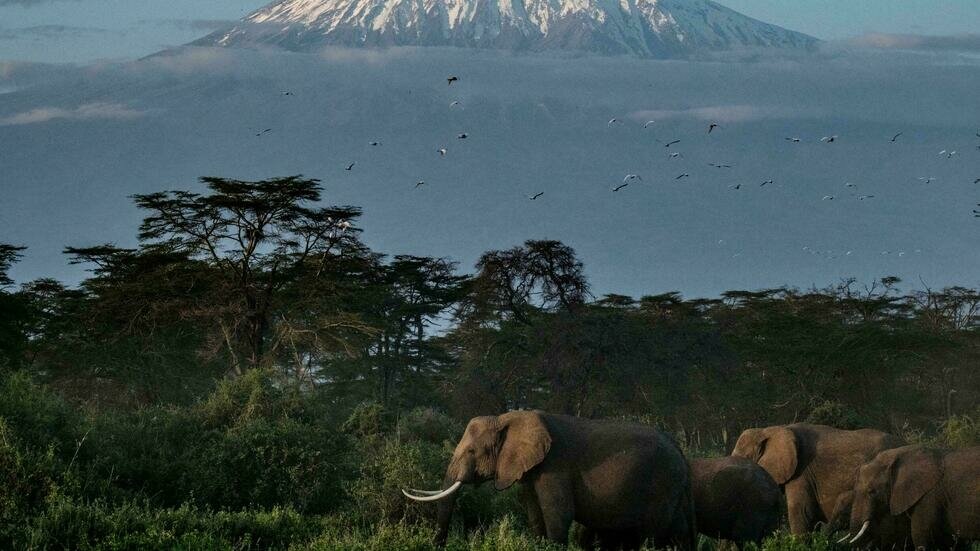 Una manada de elefantes será enviada en avión de Inglaterra a Kenia