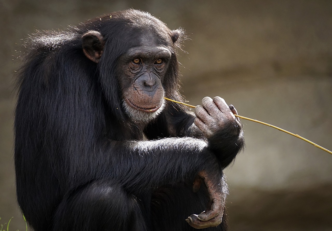 Los chimpancés, amenazados también por los trastornos mentales graves