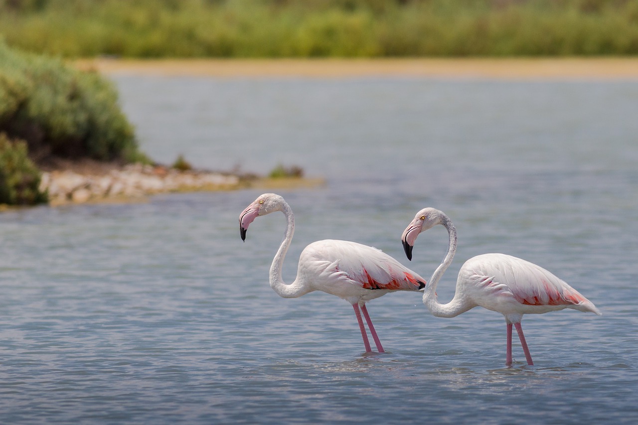 Mueren miles de flamencos en un lago turco cuyas aguas han sido explotadas