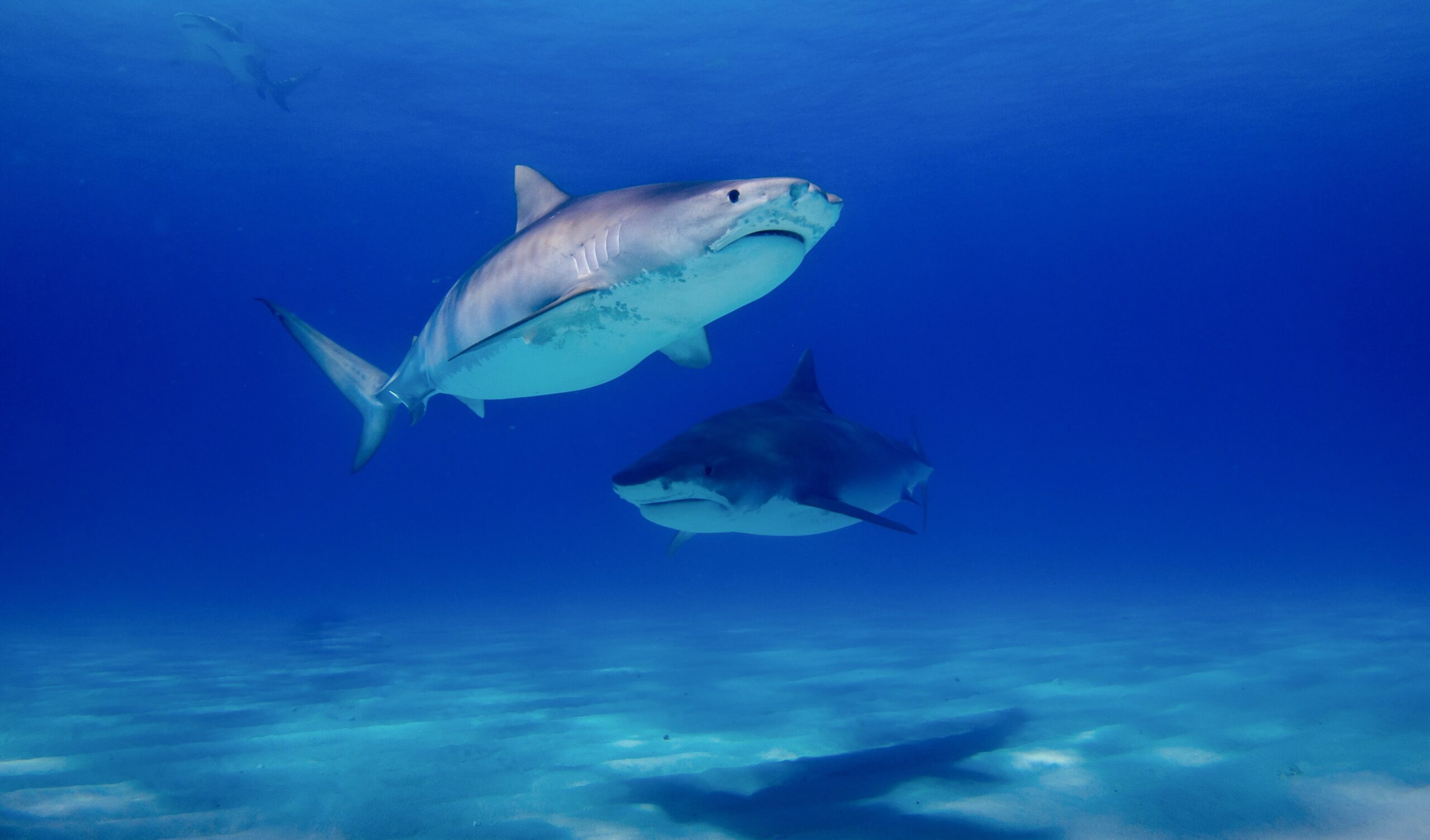 Experta en tiburones advierte de impacto «devastador» en biodiversidad marina