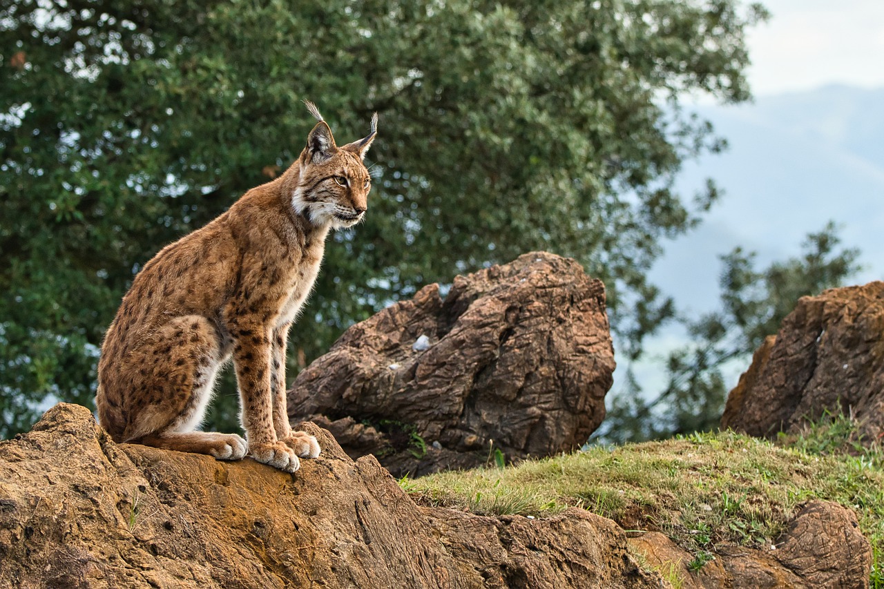 La cría en cautiverio del Lince Ibérico, al rescate de la amenazada especie