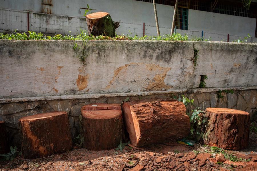 Venezuela, un país menos verde ante la tala indiscriminada