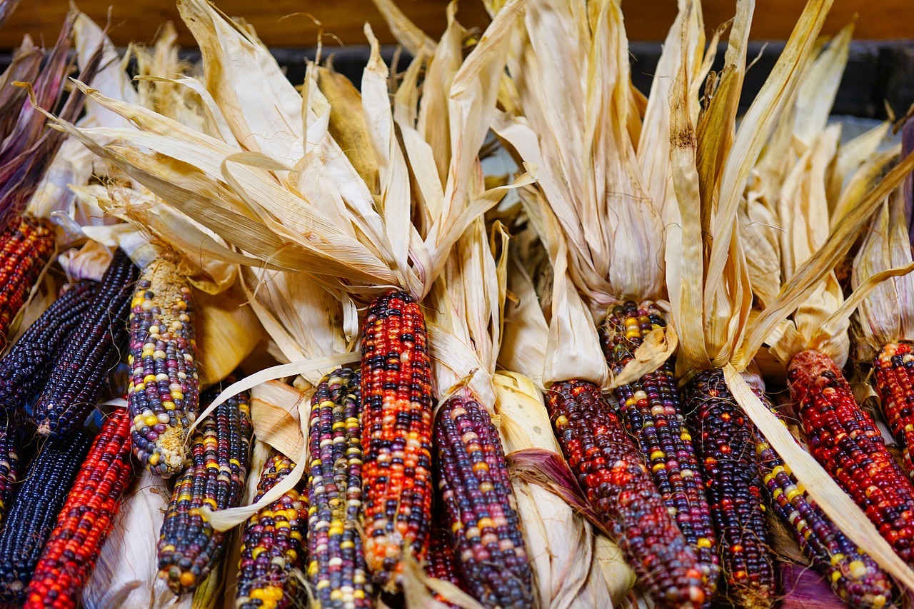 El maíz, el cereal que más se produce en el planeta