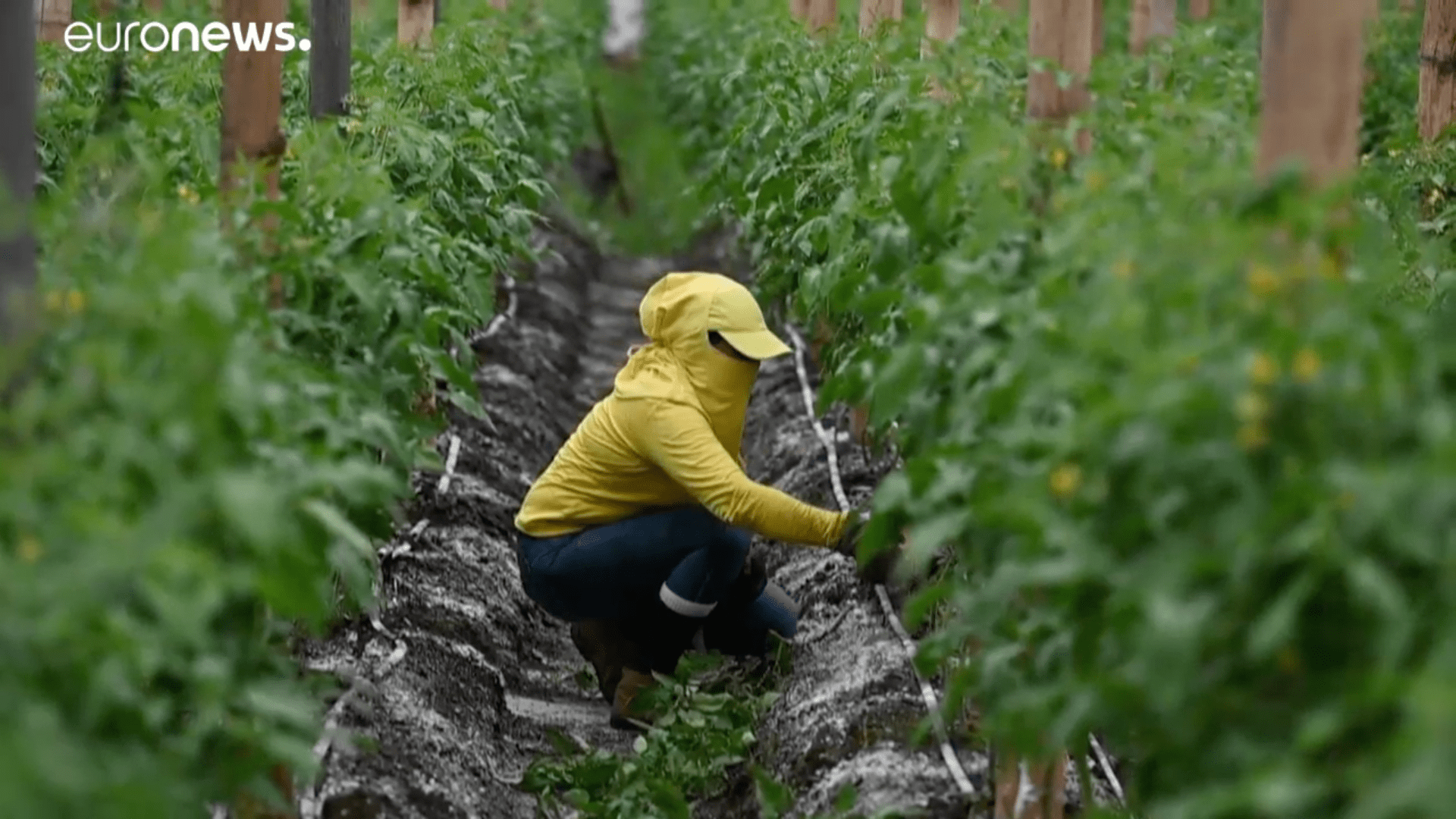 Cárcel autosostenible en El Salvador, donde reclusas producen sus alimentos