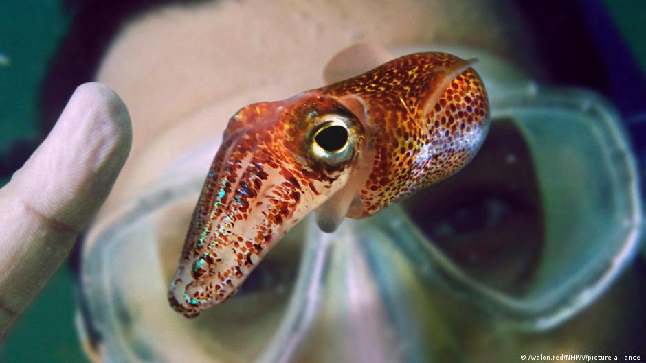 ¿Por qué se envían calamares, algodón y chips de tejido a la Estación Espacial?